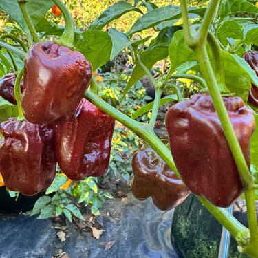 Giant Chocolate Habanero - Seeds - The Pepper Pantry (Formerly Marie Sharp's)